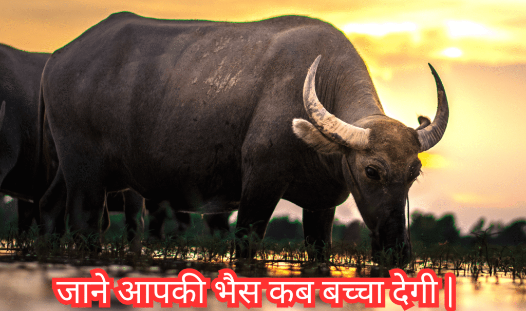 Buffalo Delivery Date Calculator India | जाने भैस के बच्चा देने का समय Buffalo delivery date calculator in hindi, भैंस बच्चा कितने दिन में देती है, भैंस का गर्भकाल कितने दिन का होता है, भैंस का जीवनकाल कितना होता है, भैंस बच्चा कितने दिन में देती है, मुर्रा भैंस कितने दिन में बच्चा देती है, भैंस का जीवनकाल कितना होता है, भैंस कितने महीने में बच्चा देती है, Buffalo delivery date calculator, Buffalo delivery date calculator india, मुर्रा भैंस कितने दिन में बच्चा देती है